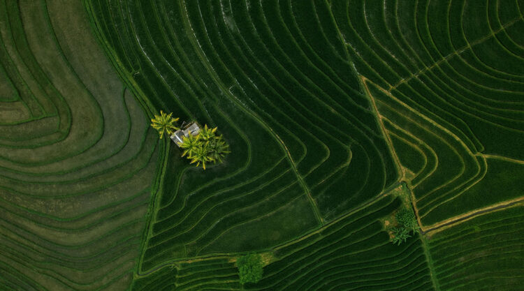 Aerial Landscape Photos Of Rice Cultivation By Aleksei Boiko