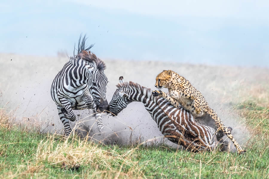 Tokyo Foto Awards Nature Photography Winners