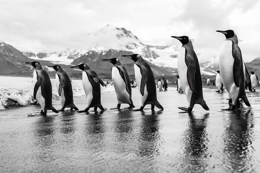 Tokyo Foto Awards Nature Photography Winners