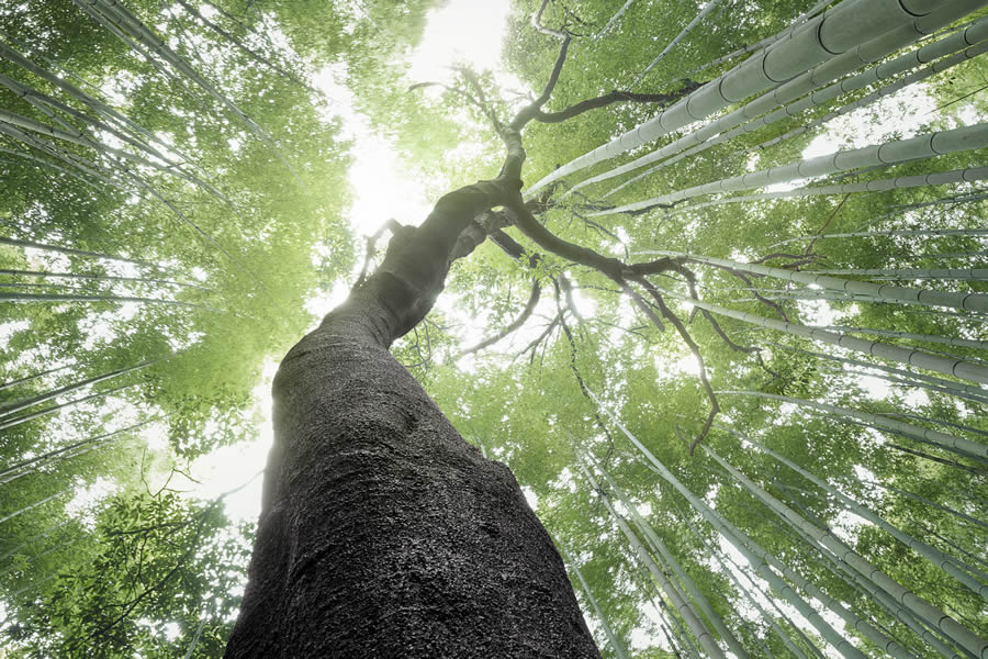 Tokyo Foto Awards Nature Photography Winners