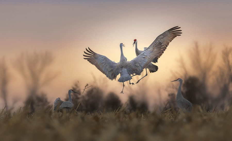 Tokyo Foto Awards Nature Photography Winners