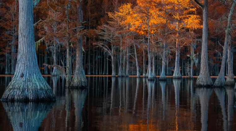 Tokyo Foto Awards Nature Photography Winners