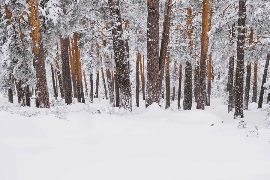 Winter Landscapes In Sierra de Guadarrama National Park, Spain By Javi Lorbada