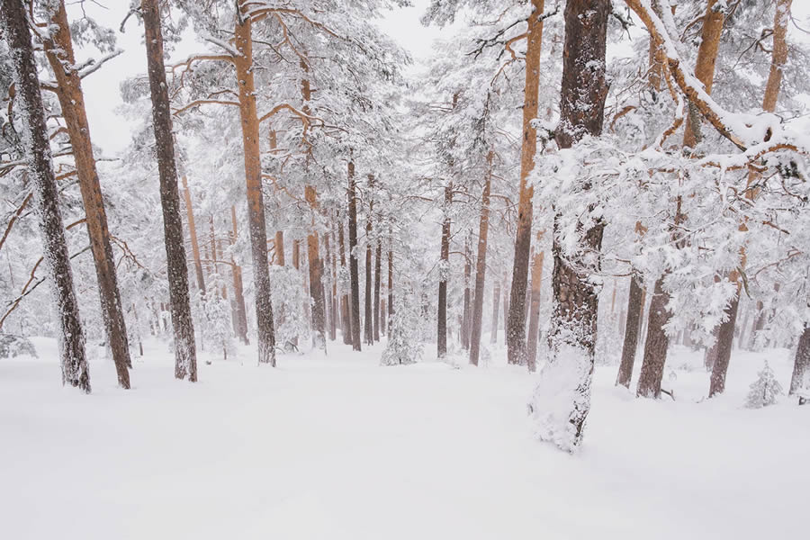 Winter Landscapes In Sierra de Guadarrama National Park, Spain By Javi Lorbada