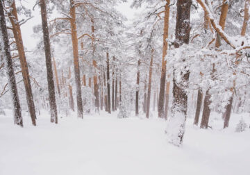 Winter Landscapes In Sierra de Guadarrama National Park, Spain By Javi Lorbada