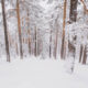 Winter Landscapes In Sierra de Guadarrama National Park, Spain By Javi Lorbada