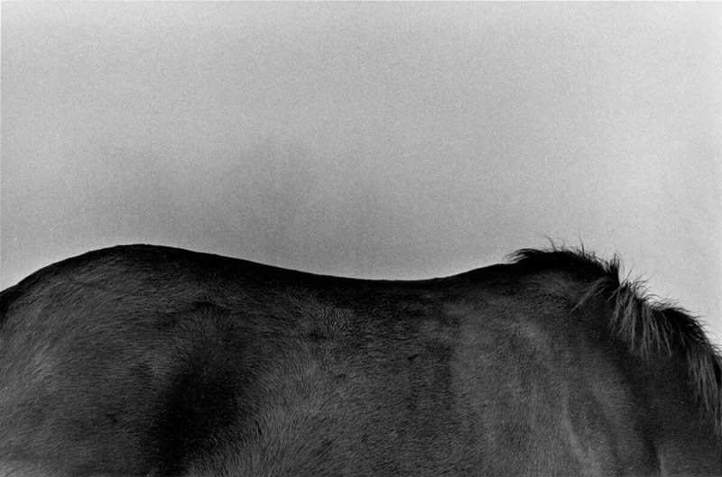 Iconic Black and White Photography By Harold Feinstein