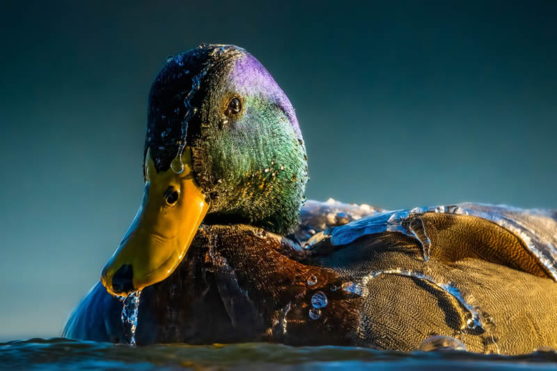 2024 Bird Photographer Of The Year Highly Commended Photos