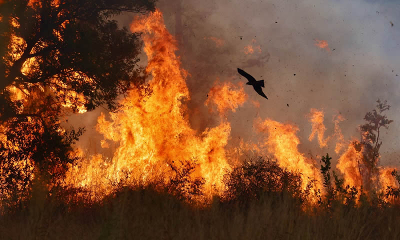 2024 Bird Photographer Of The Year Highly Commended Photos