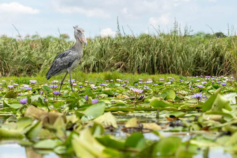 2024 Bird Photographer Of The Year Highly Commended Photos