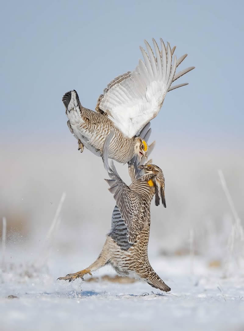 2024 Bird Photographer Of The Year Highly Commended Photos