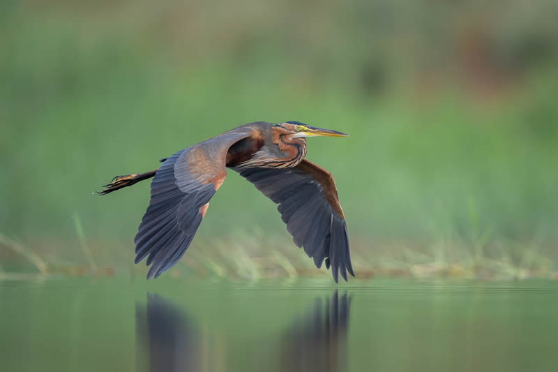 2024 Bird Photographer Of The Year Highly Commended Photos