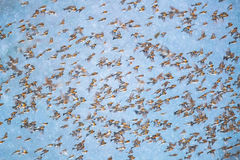 2024 Bird Photographer Of The Year Highly Commended Photos