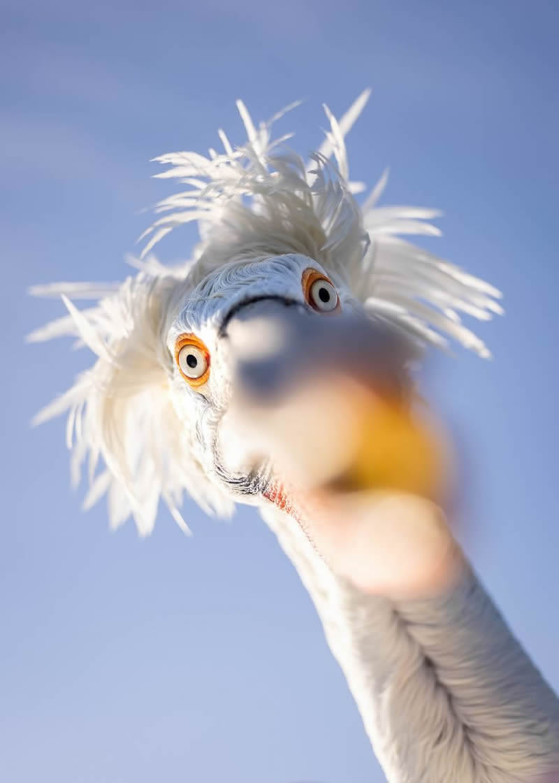 2024 Bird Photographer Of The Year Highly Commended Photos