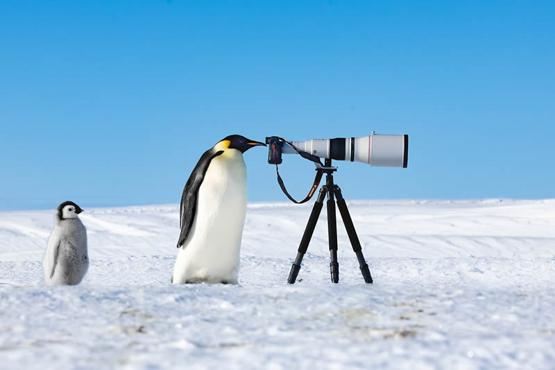 2024 Bird Photographer Of The Year Highly Commended Photos