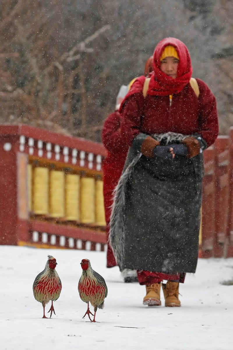 2024 Bird Photographer Of The Year Highly Commended Photos