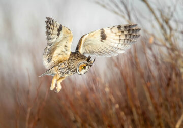 2024 Bird Photographer Of The Year Highly Commended Photos