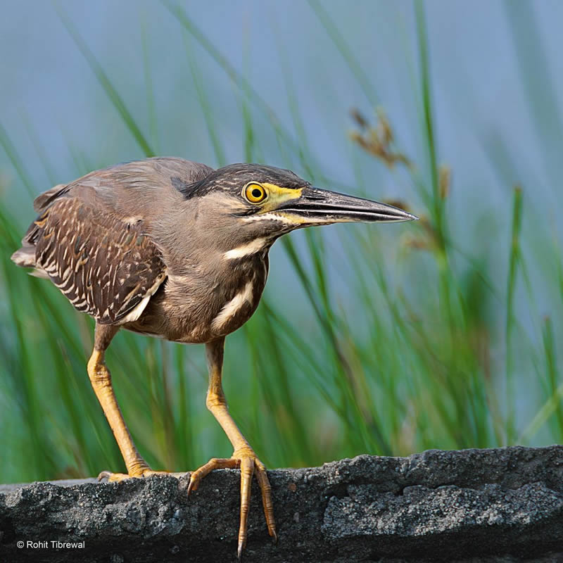 Best and Beautiful Bird Photography for your inspiration