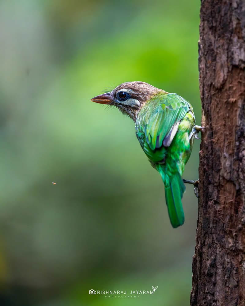 Best and Beautiful Bird Photography for your inspiration