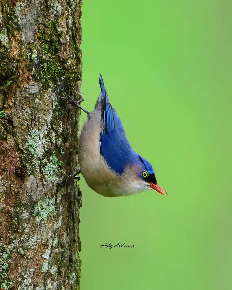 Best and Beautiful Bird Photography for your inspiration