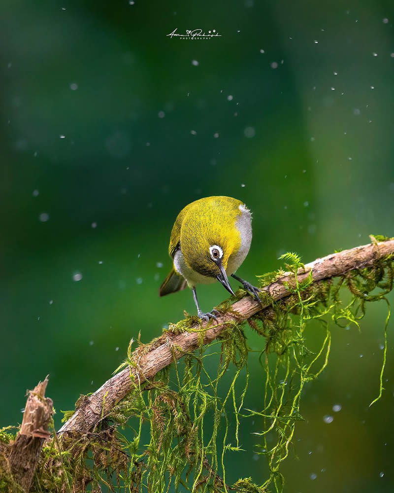 Best and Beautiful Bird Photography for your inspiration