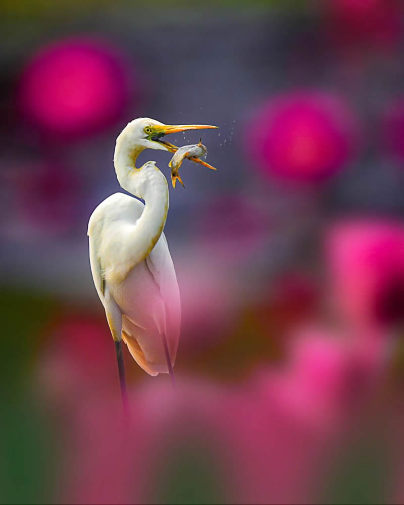 Best and Beautiful Bird Photography for your inspiration