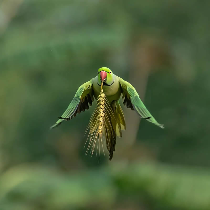 Best and Beautiful Bird Photography for your inspiration