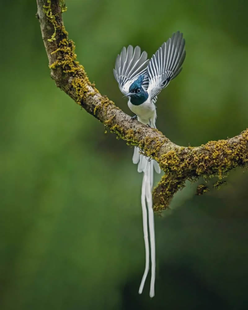 Best and Beautiful Bird Photography for your inspiration