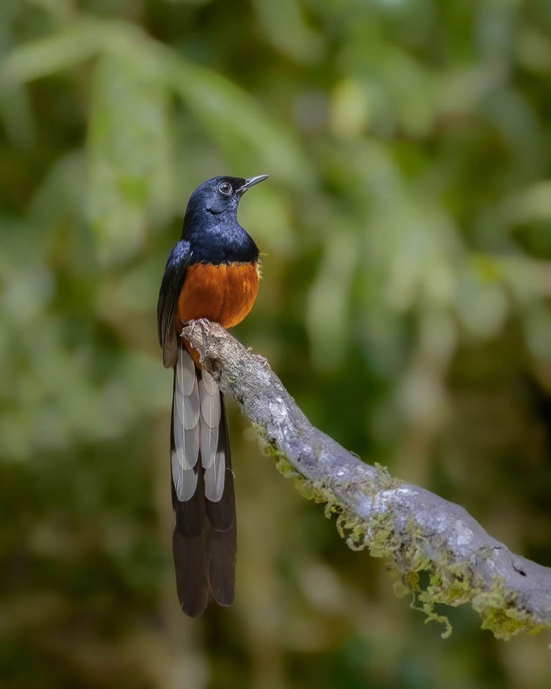 Best and Beautiful Bird Photography for your inspiration