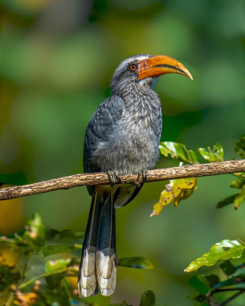 Best and Beautiful Bird Photography for your inspiration