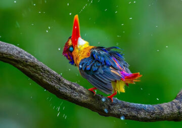 Best and Beautiful Bird Photography for your inspiration