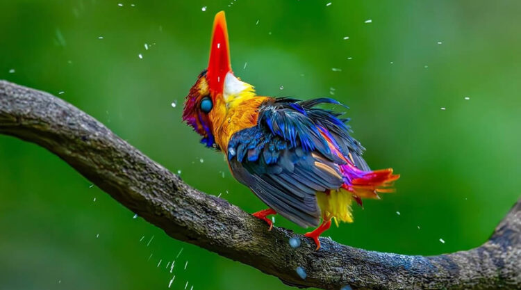 Best and Beautiful Bird Photography for your inspiration