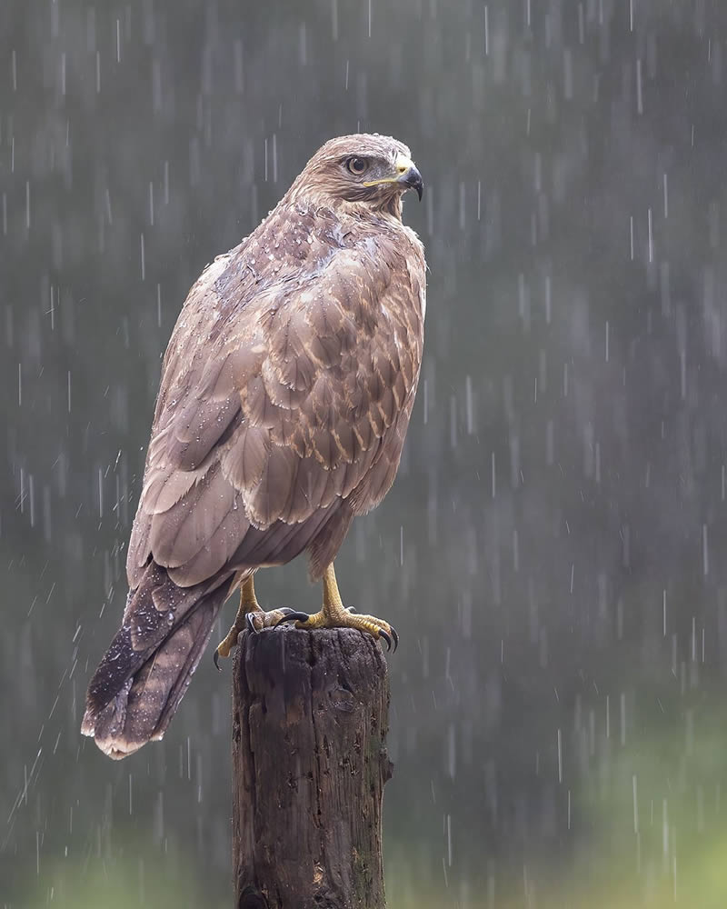 Bird Photography by Raf Raeymaekers