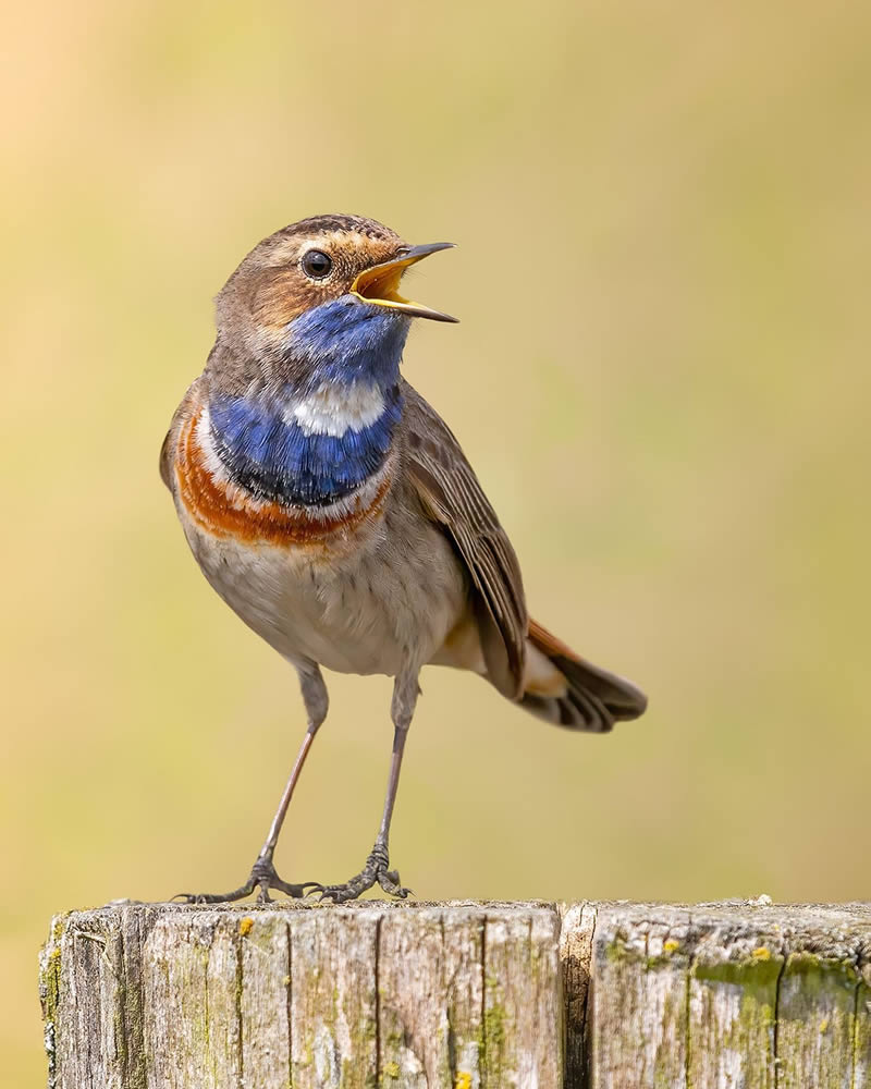 Bird Photography by Raf Raeymaekers