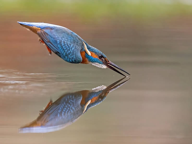 Bird Photography by Raf Raeymaekers