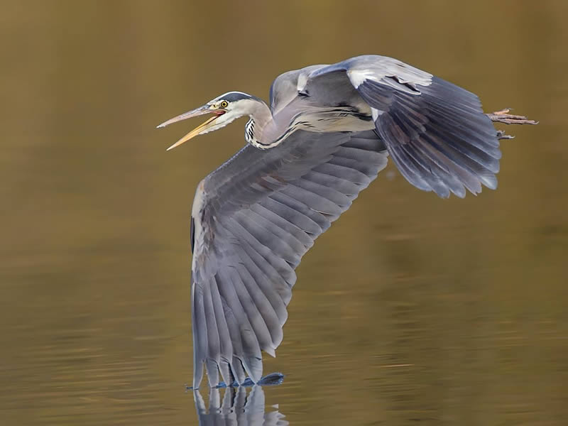 Bird Photography by Raf Raeymaekers