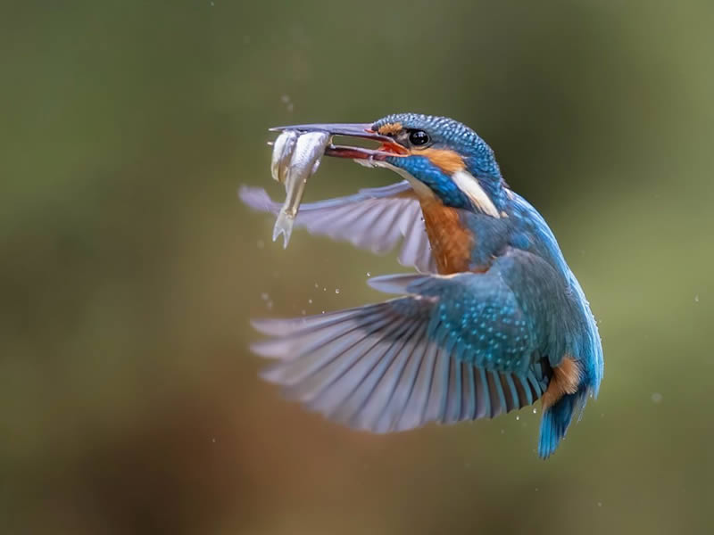 Bird Photography by Raf Raeymaekers