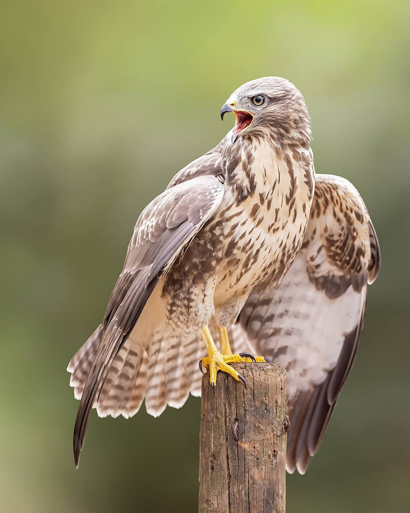 Bird Photography by Raf Raeymaekers