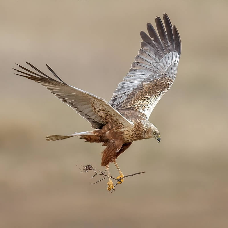 Bird Photography by Raf Raeymaekers