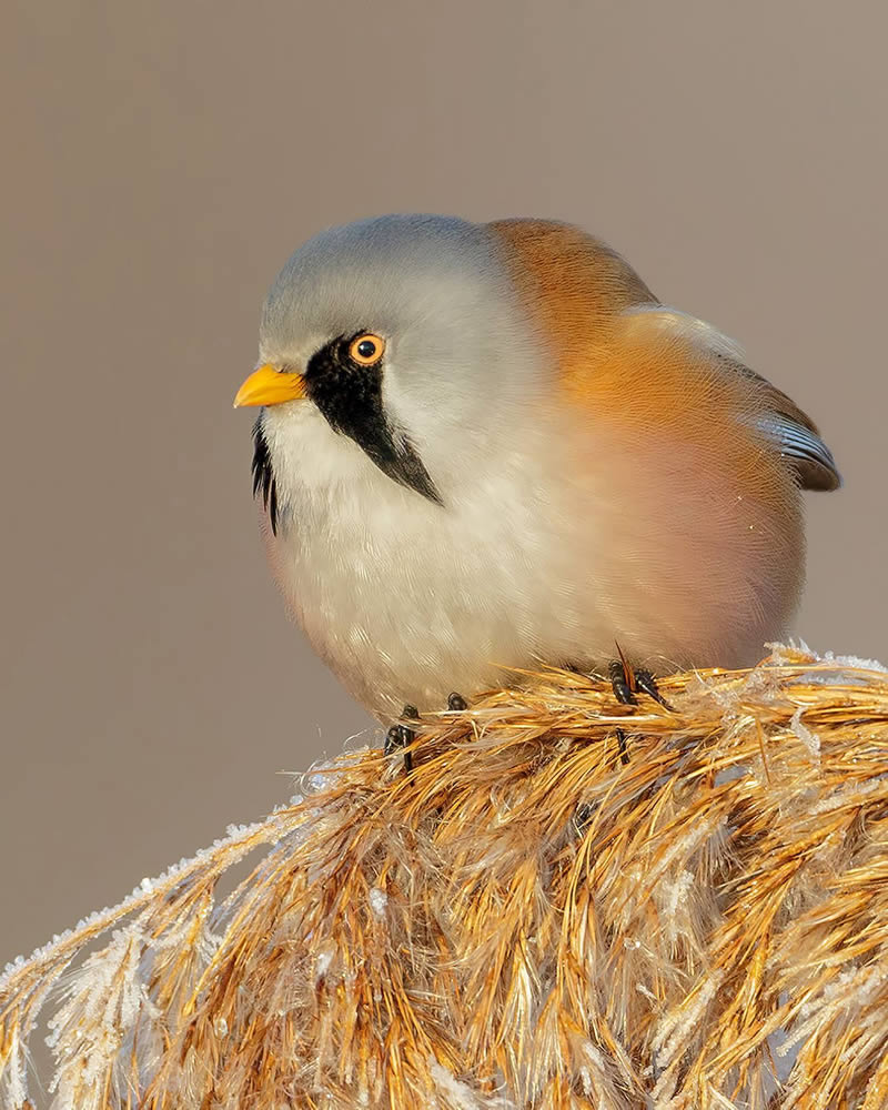 Bird Photography by Raf Raeymaekers