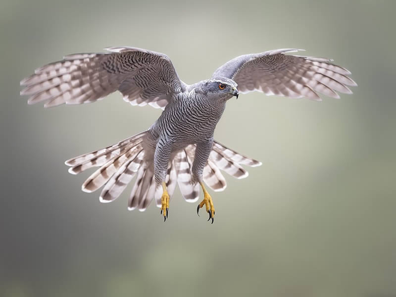 Bird Photography by Raf Raeymaekers