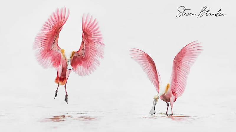 Bird Photography by Steven Blandin