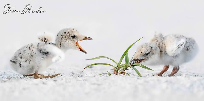 Bird Photography by Steven Blandin