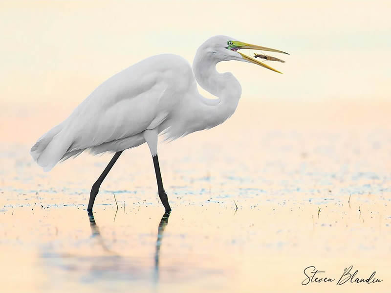 Bird Photography by Steven Blandin