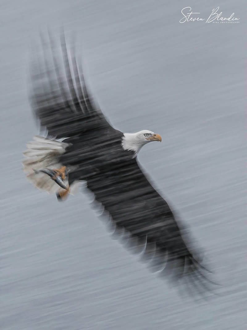 Bird Photography by Steven Blandin