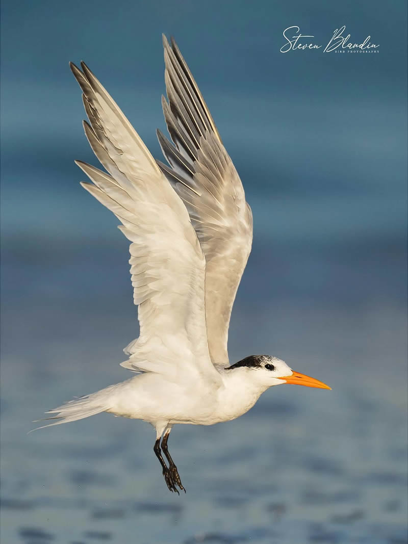 Bird Photography by Steven Blandin