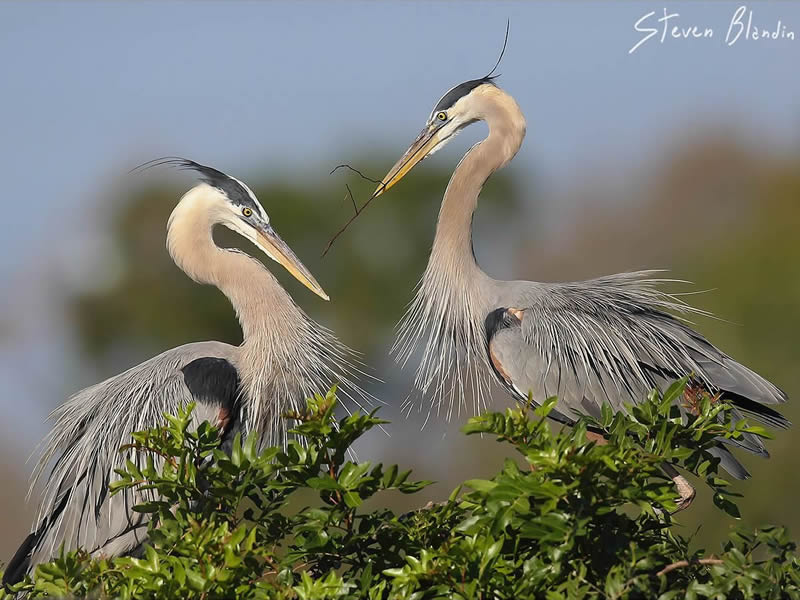 Bird Photography by Steven Blandin