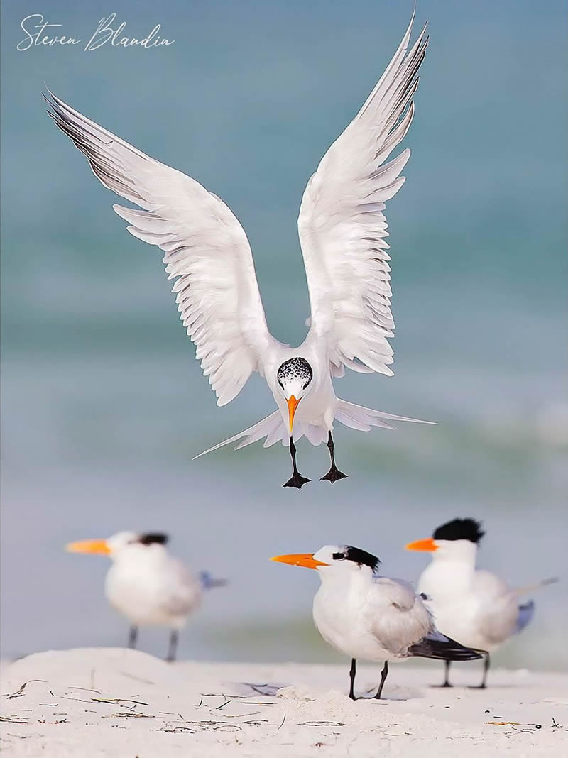 Bird Photography by Steven Blandin