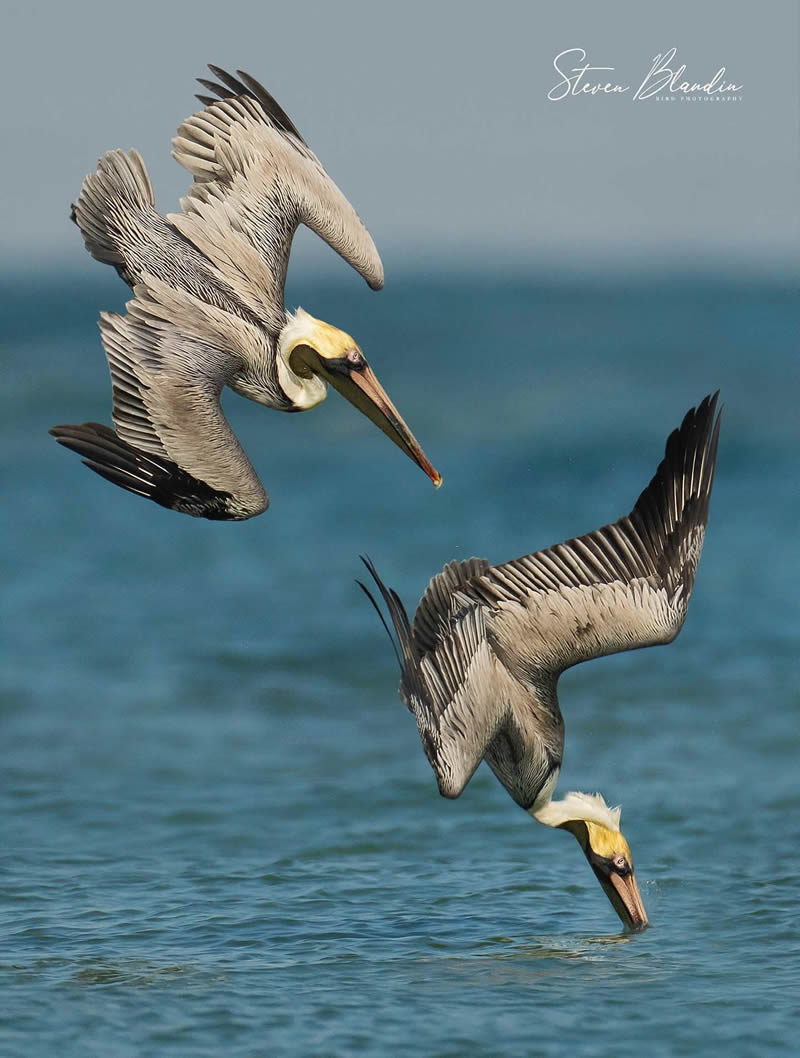 Bird Photography by Steven Blandin