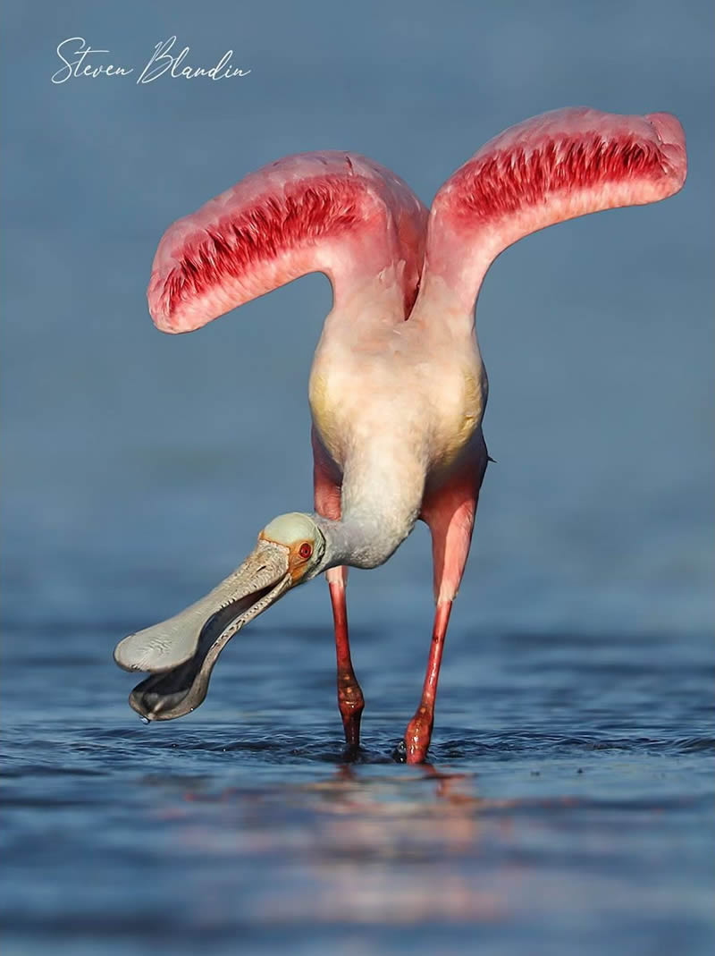 Bird Photography by Steven Blandin